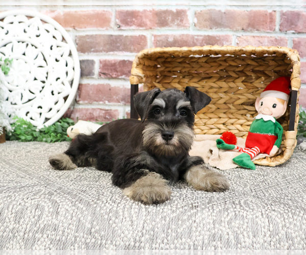 Medium Photo #3 Schnauzer (Miniature) Puppy For Sale in SYRACUSE, IN, USA