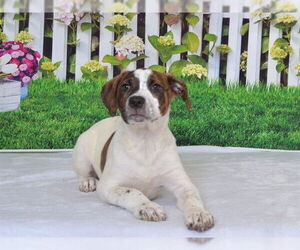 Mutt Dogs for adoption in Oroville, CA, USA