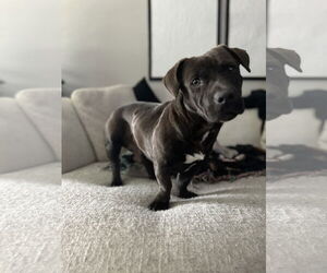 Basset Hound-Labrador Retriever Mix Dogs for adoption in Royal Palm Beach, FL, USA