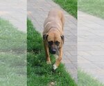Small Photo #12 Boxer-Unknown Mix Puppy For Sale in Farmington, MN, USA