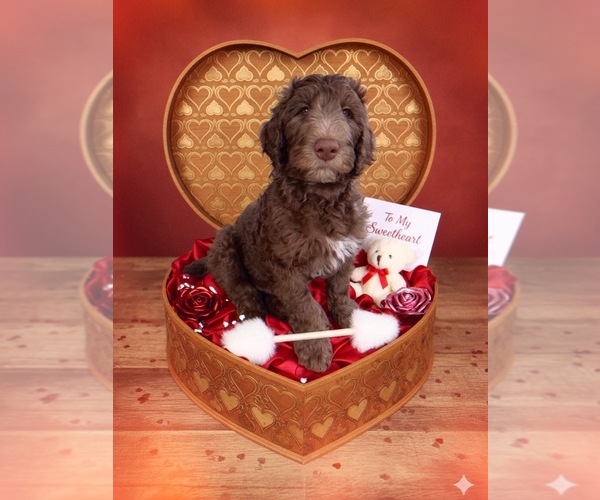 Medium Photo #2 Labradoodle Puppy For Sale in HUGER, SC, USA