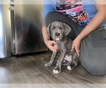 Puppy Yellow Cane Corso