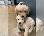 Small Photo #8 Goldendoodle Puppy For Sale in MURFREESBORO, TN, USA