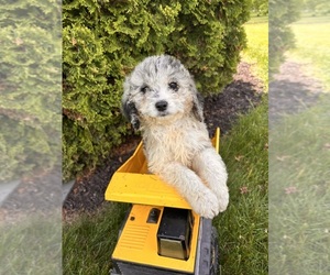 Cockapoo Puppy for sale in MIDDLEBURY, IN, USA