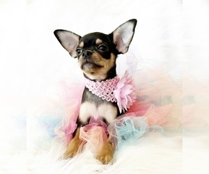 Chihuahua Puppy for sale in SACRAMENTO, CA, USA