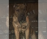 Small Photo #1 Presa Canario Puppy For Sale in ANSON, ME, USA
