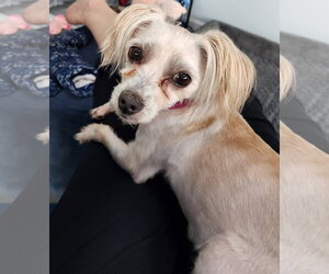 Maltese Dogs for adoption in Fenton, MO, USA