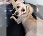 Small Maltese