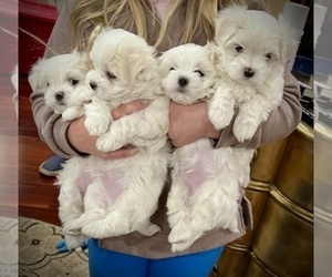 Maltese Litter for sale in EDMOND, OK, USA