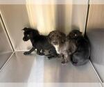 MAPLE - Female Chihuahua-Unknown Mix Dog for Adoption - Small photo