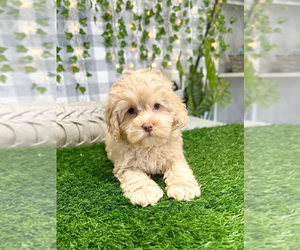 Cocker Spaniel-Poodle (Miniature) Mix Puppy for sale in MARIETTA, GA, USA