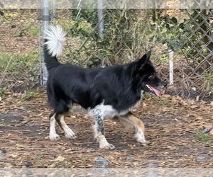 Border-Aussie Dogs for adoption in Valrico, FL, USA