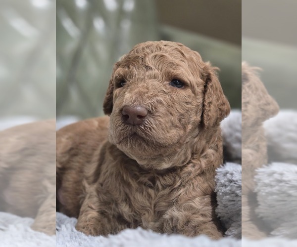 Medium Photo #1 Poodle (Standard) Puppy For Sale in CONROE, TX, USA