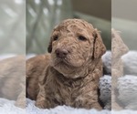 Puppy Palomino Poodle (Standard)