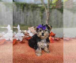 Yorkshire Terrier Puppy for Sale in INDIANAPOLIS, Indiana USA