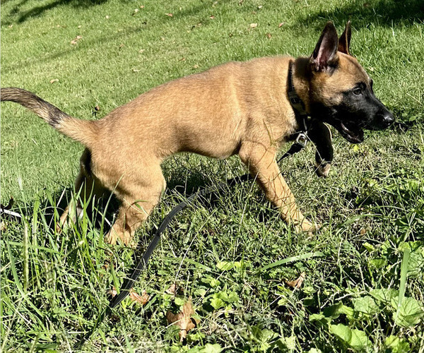 Medium Photo #58 Belgian Malinois Puppy For Sale in S CHARLESTON, WV, USA