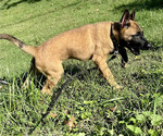 Small Photo #58 Belgian Malinois Puppy For Sale in S CHARLESTON, WV, USA