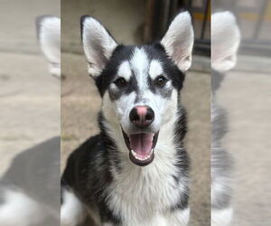 Siberian Husky Dogs for adoption in Matawan, NJ, USA