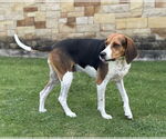 Small #5 Treeing Walker Coonhound