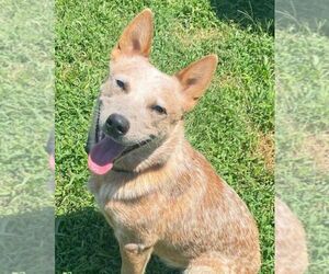 Mutt Dogs for adoption in OKLAHOMA CITY, OK, USA