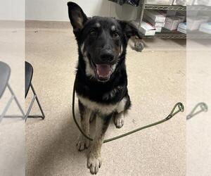 German Shepherd Dog-Unknown Mix Dogs for adoption in Bakersfield, CA, USA