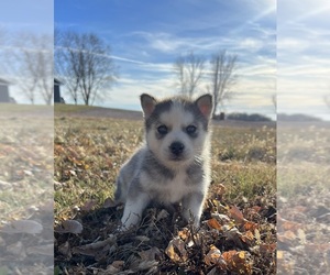 Siberian Husky Puppy for sale in BERESFORD, SD, USA