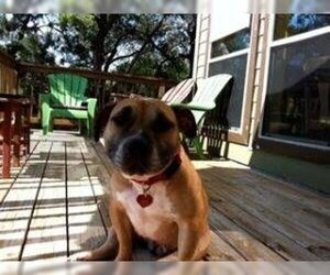 American Staffordshire Terrier-Staffordshire Bull Terrier Mix Dogs for adoption in Austin, TX, USA