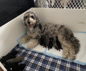 Miniature Bernedoodle Puppy for Sale in BLOOMINGTON, Illinois USA