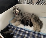Small Miniature Bernedoodle