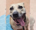 Small #5 American Pit Bull Terrier Mix