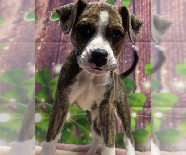 Medium Photo #1 Boxer Puppy For Sale in San Antonio, TX, USA