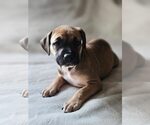 Small #9 American Staffordshire Terrier Mix