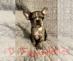 Small Photo #2 Faux Frenchbo Bulldog Puppy For Sale in GREENEVILLE, TN, USA