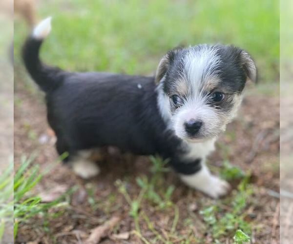 Medium Photo #4 Mutt Puppy For Sale in Pacolet, SC, USA