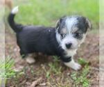 Small #3 Mutt