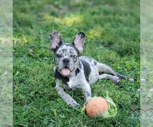 French Bulldog Puppy for sale in EMPIRE STATE, NY, USA