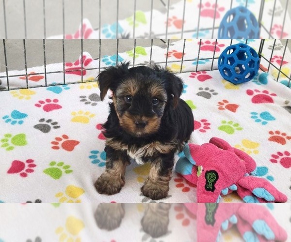 Medium Photo #9 Yorkshire Terrier Puppy For Sale in ORO VALLEY, AZ, USA
