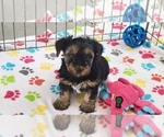 Small #8 Yorkshire Terrier