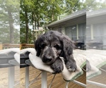 Small Photo #6 Border Collie-Goldendoodle Mix Puppy For Sale in BLUE RIDGE, GA, USA