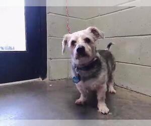 Mutt Dogs for adoption in Tulsa, OK, USA