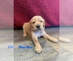 Small Photo #19 Golden Retriever Puppy For Sale in GIRARD, KS, USA