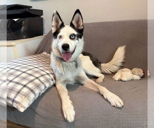 Border Collie-Siberian Husky Mix Dogs for adoption in Dana Point, CA, USA