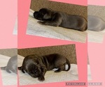 Small Photo #4 Great Dane Puppy For Sale in WINSTON-SALEM, NC, USA