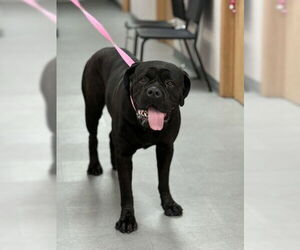 Mastiff Dogs for adoption in San Bernardino, CA, USA