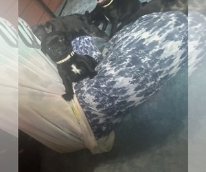 Medium Frenchie Pug