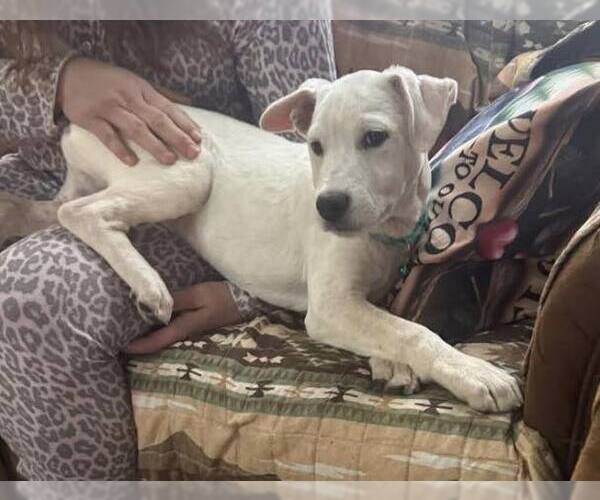 Medium Photo #3 Mutt Puppy For Sale in Hoffman Estates, IL, USA