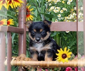 Pembroke Welsh Corgi-Yorkshire Terrier Mix Puppy for sale in OXFORD, PA, USA