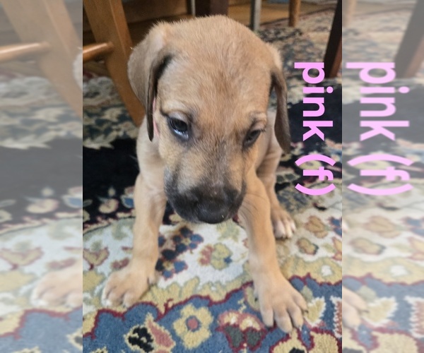 Medium Photo #4 Irish Dane Puppy For Sale in BRIMFIELD, MA, USA