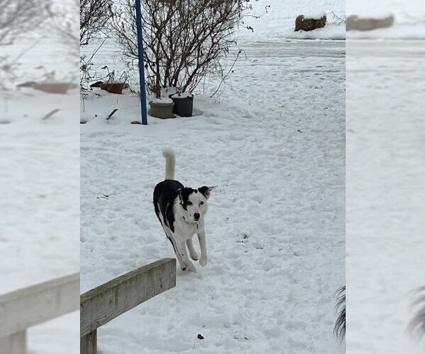 Medium Photo #28 Border Collie Puppy For Sale in Highland, IL, USA
