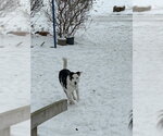 Small #27 Border Collie